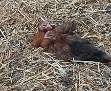 Rooster