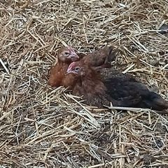 Rooster
