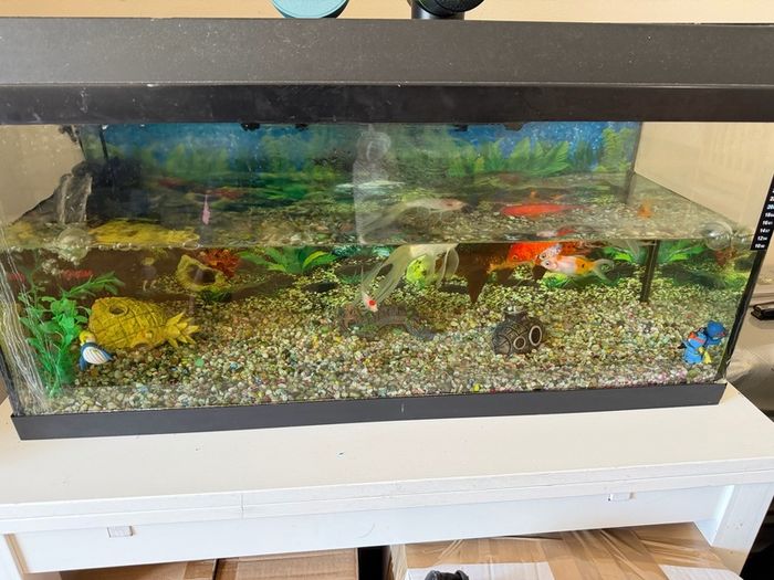 fish tank only