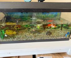 fish tank only