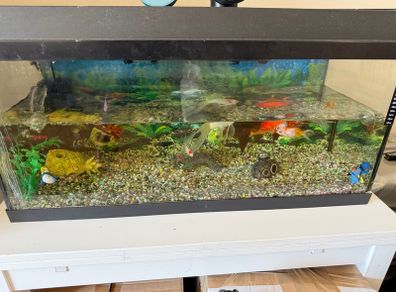 fish tank only