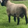 Suffolk Ram Image 2