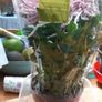 Chrysanthemum plant Image 3