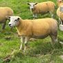 9 Texel x Hoggets Image 2