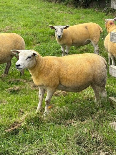 9 Texel x Hoggets