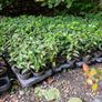 Red Robin Hedging TWO EUROS Image 10