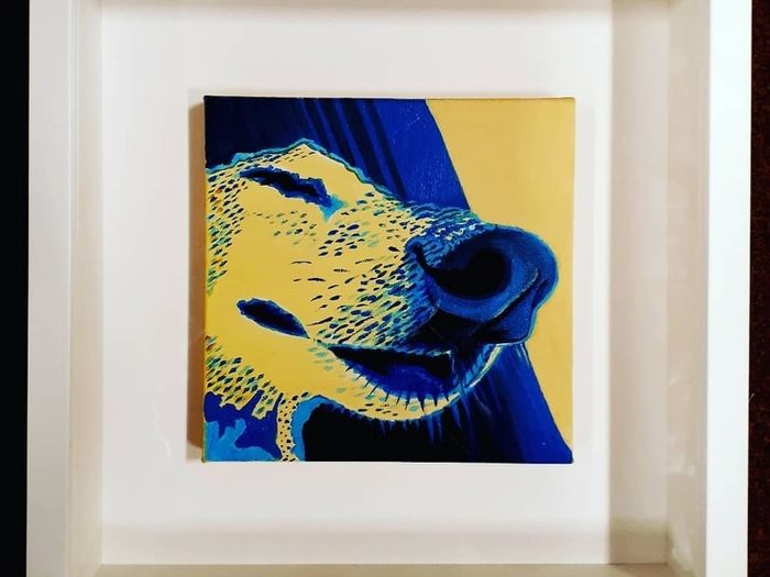 Pet Portraits