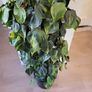 Philodendron Scandens Brasil Image 4