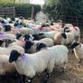 80 super cross bred ram lambs Image 7