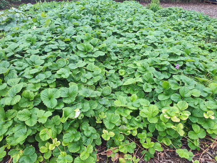 Strawberry Plant