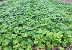 Strawberry Plant