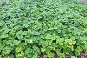 Strawberry Plant