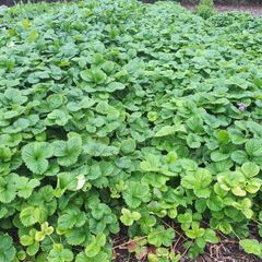 Strawberry Plant