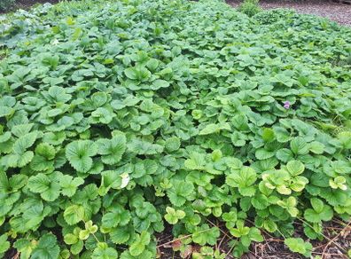 Strawberry Plant