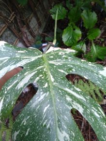 monstera thai constellation mature