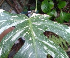 monstera thai constellation mature