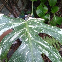 monstera thai constellation mature