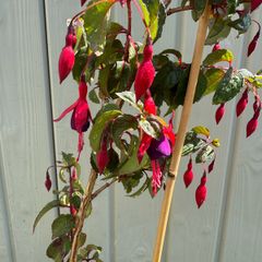 plant