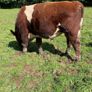 Pedigree registered shorthorn bull Image 3