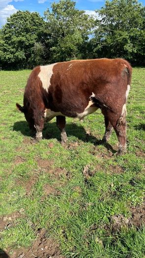 Pedigree registered shorthorn bull