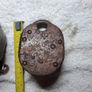 Chubb heavy duty Cruiser locks Image 4