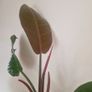 Philodendron 'Prince of Orange' Image 4