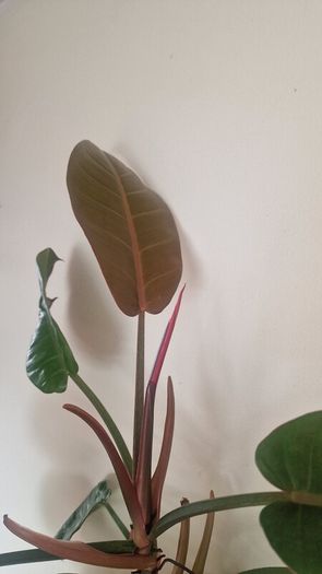 Philodendron 'Prince of Orange'