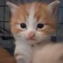 kitten Image 5