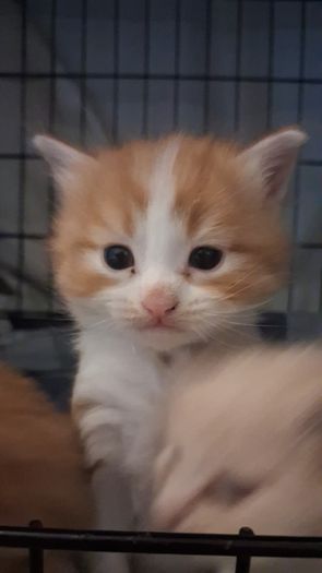 kitten