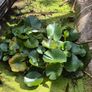 large water lillies Image 5