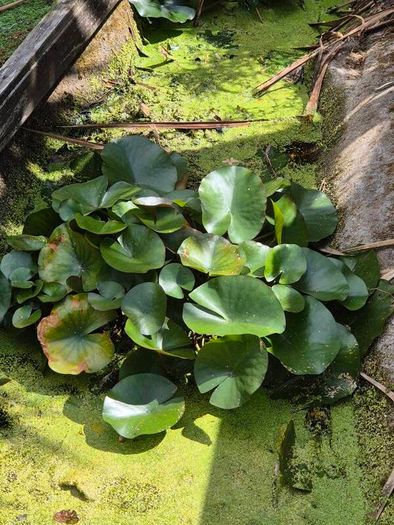 large water lillies