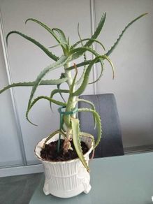 Aloe Vera Plant in Ceramic Pot