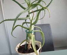 Aloe Vera Plant in Ceramic Pot