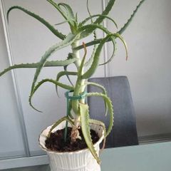Aloe Vera Plant in Ceramic Pot