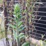 Black stem bamboo Image 5