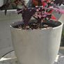large indoor plant Image 3