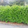 Laurel Hedging Image 3