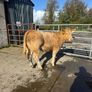 Cow makers castlerea mart Image 8