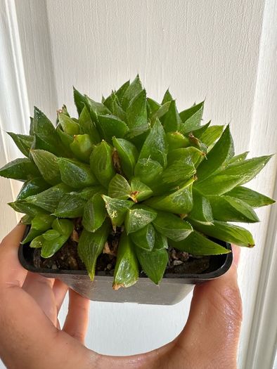 Various House Plants and Cuttings