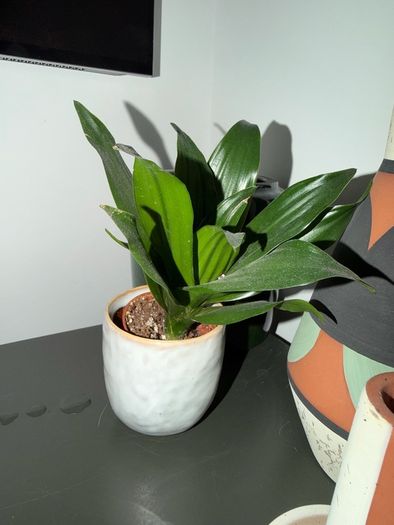 Plants for sale