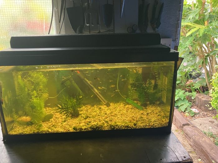 Fish tank with guppies