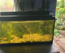 Fish tank with guppies