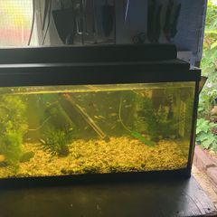 Fish tank with guppies