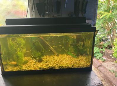 Fish tank with guppies