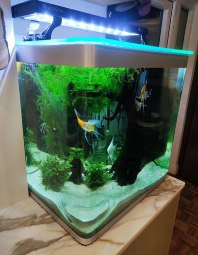 Fluval 150lt aquarium