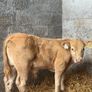 Super charlois bull runner Image 6