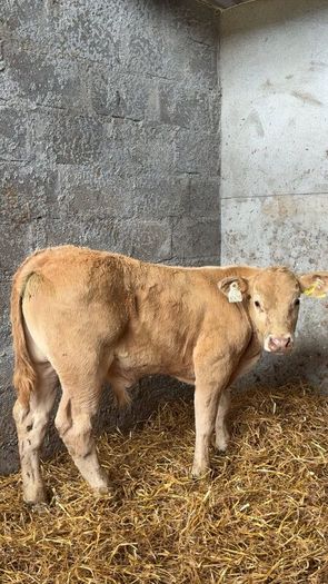 Super charlois bull runner