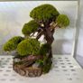 Bonsai Tree with natural moss 30x40cm Image 5