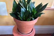 indoor planter
