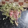 Crassula marginalis rubra variegata - House Plant Image 5